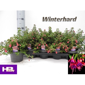 FUCHSIA TOM THUMB