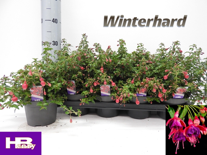<h4>FUCHSIA TOM THUMB</h4>