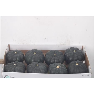 Cuc P Black Cat X8