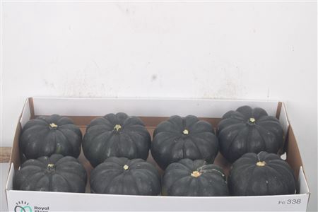 <h4>Cuc P Black Cat X8</h4>