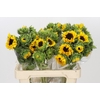 Helianthus Orange Fire