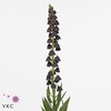 FRITILLARIA PERSICA P12 TWIN TOWERS