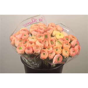 Ran.. Su Tuareg Extra