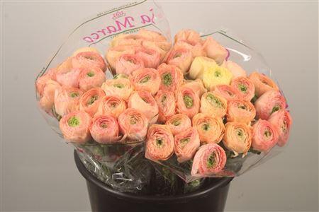 <h4>Ran.. Su Tuareg Extra</h4>