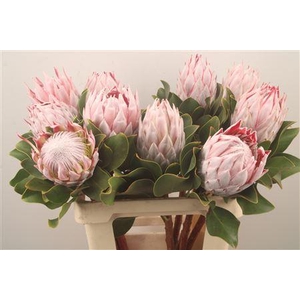 Protea Cynaroides M