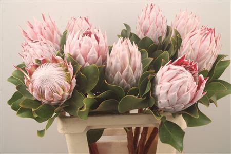 <h4>Protea Cynaroides M</h4>