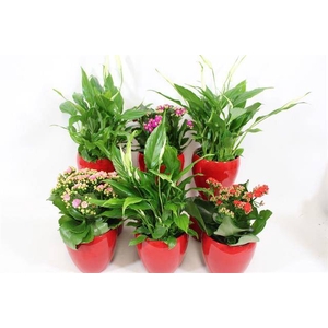 KAMERPL BLOEIEND GEM