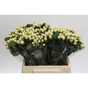 Hypericum Cool Romance