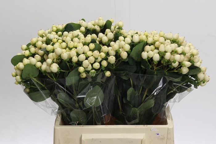 Hypericum Cool Romance