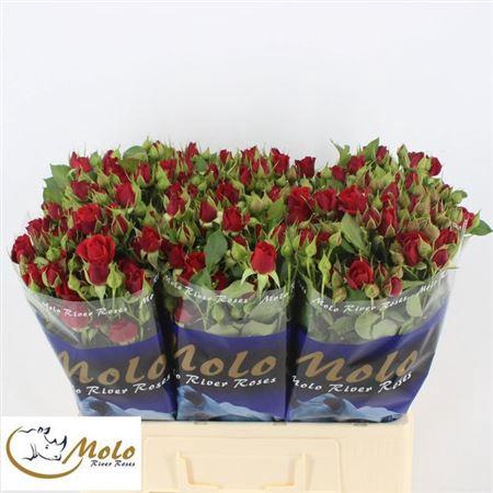 <h4>R Tr Mirabel</h4>