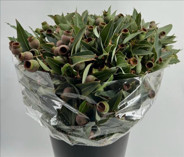 <h4>Euc. Robusta Giant Balls</h4>