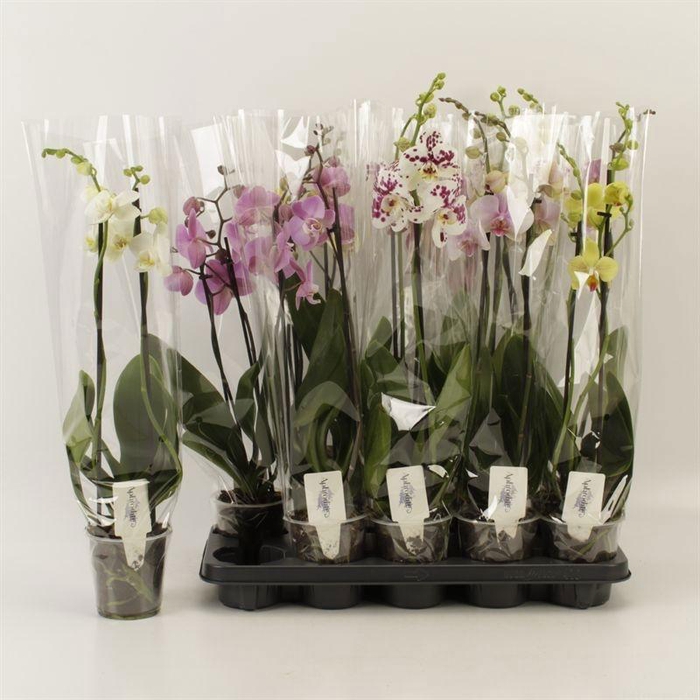 <h4>PHAL GEM 5 KL</h4>