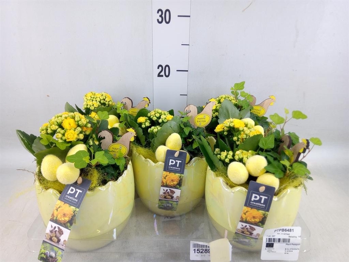 <h4>Arr. Pasen L%</h4>