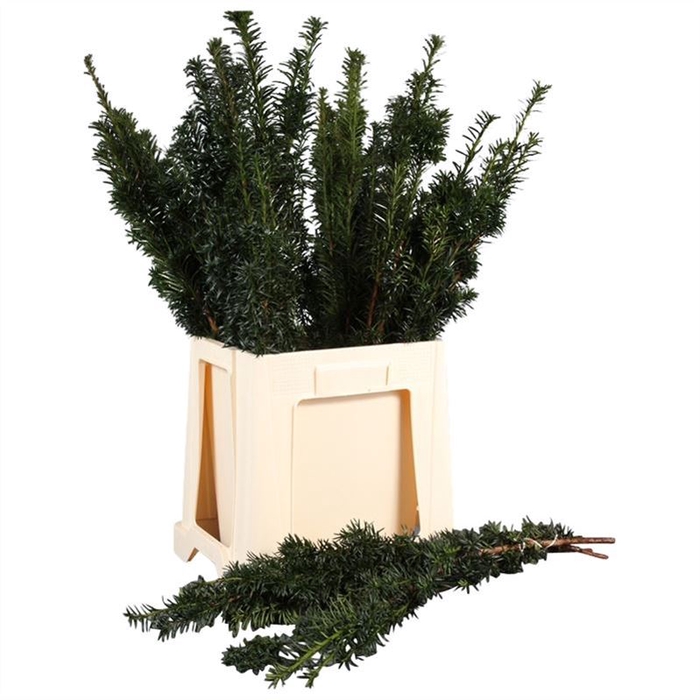 <h4>Taxus Bacc.fastigata</h4>