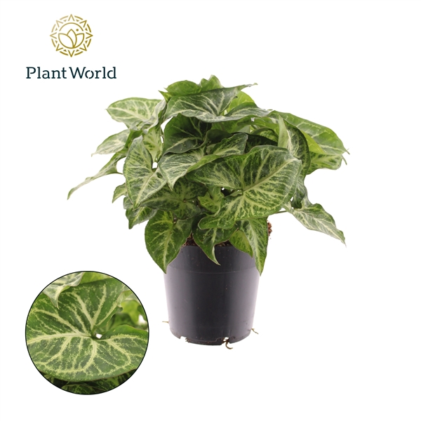 <h4>Syngonium Arrow</h4>