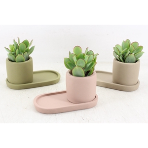 Arr3 Demi - Ker. Plateau Mix