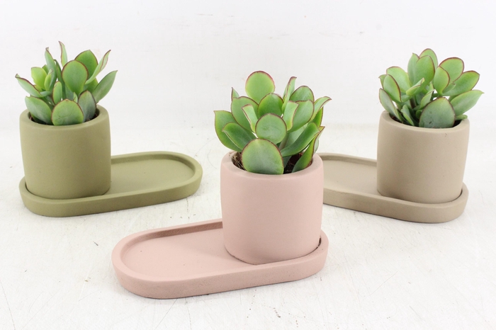 Arr3 Demi - Ker. Plateau Mix