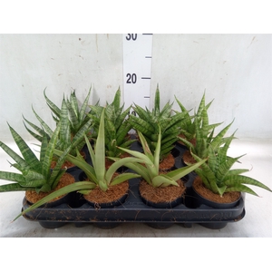 Sansevieria cyl.  ...