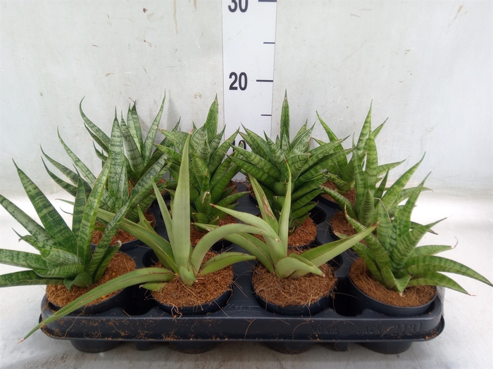 <h4>Sansevieria cyl.  ...</h4>