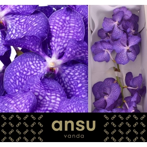 Vanda Blue Magic X16