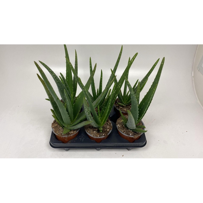 <h4>ALOE VERA</h4>