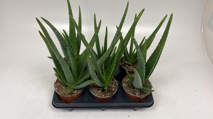 <h4>ALOE VERA</h4>