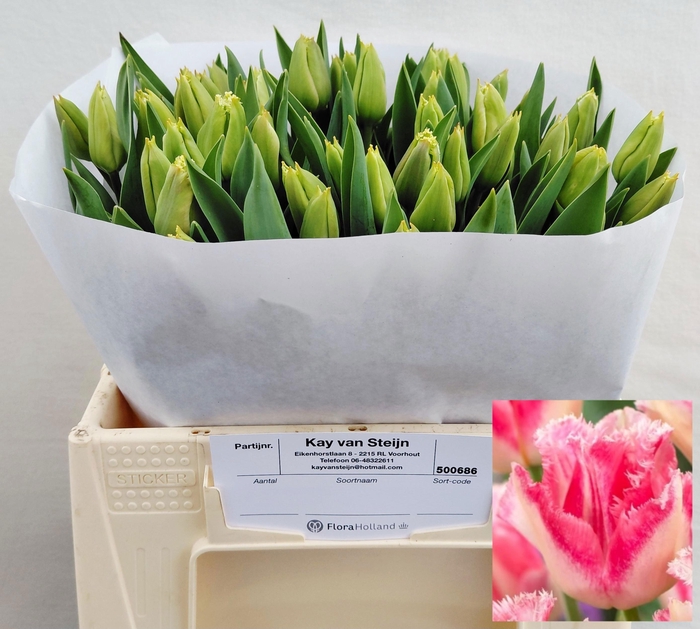 <h4>TU FR LINGERIE</h4>