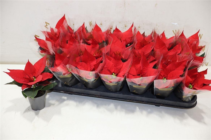 <h4>Euphor P Red Joy</h4>