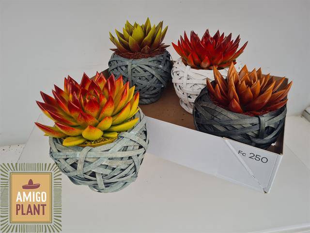 <h4>ARR SUCCULENTEN</h4>