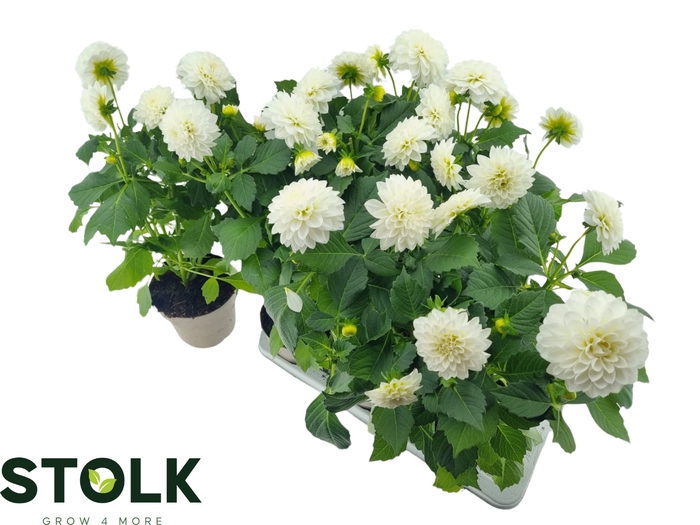 <h4>DAHL HYPNO WHITE</h4>