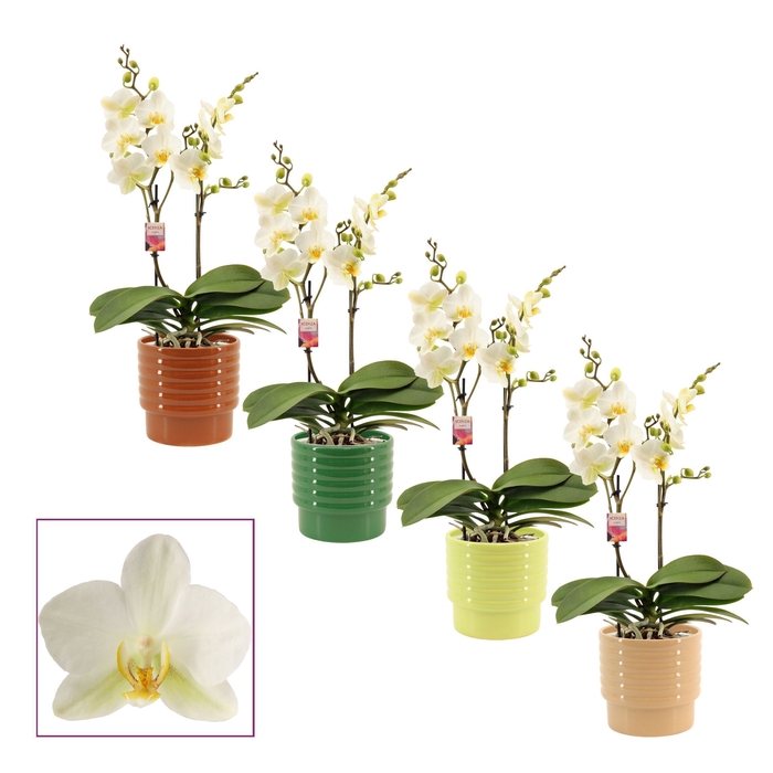 <h4>Phalaenopsis multiflora 2 tak Lausanne in Naemi (Natural bubble-</h4>