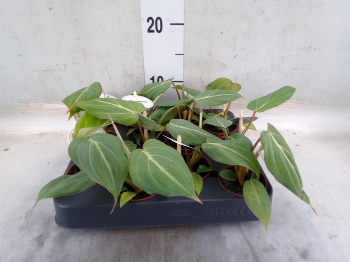 <h4>Philodendron   ...</h4>