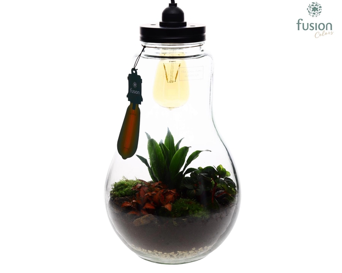 <h4>Glas Terrarium XXL met verlichting met Groene Planten</h4>