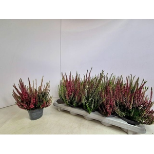 CALLU NOVA DUO P10.5