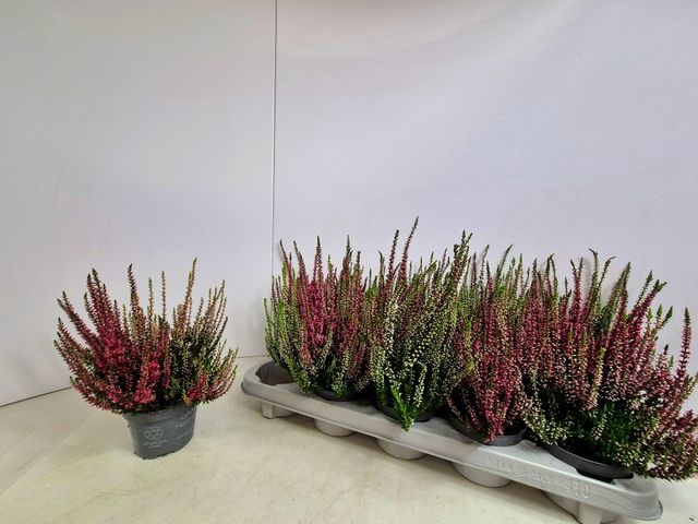 <h4>CALLU NOVA DUO P10.5</h4>