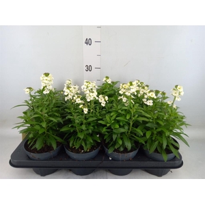 Erysimum  'Leya White'