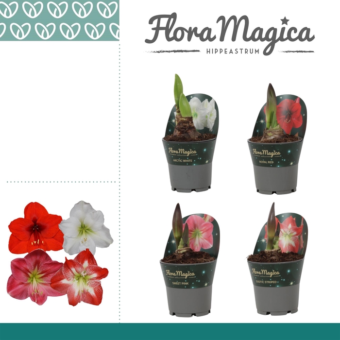<h4>Amaryllis Mix 2 Knop Extra OP in potkraag</h4>