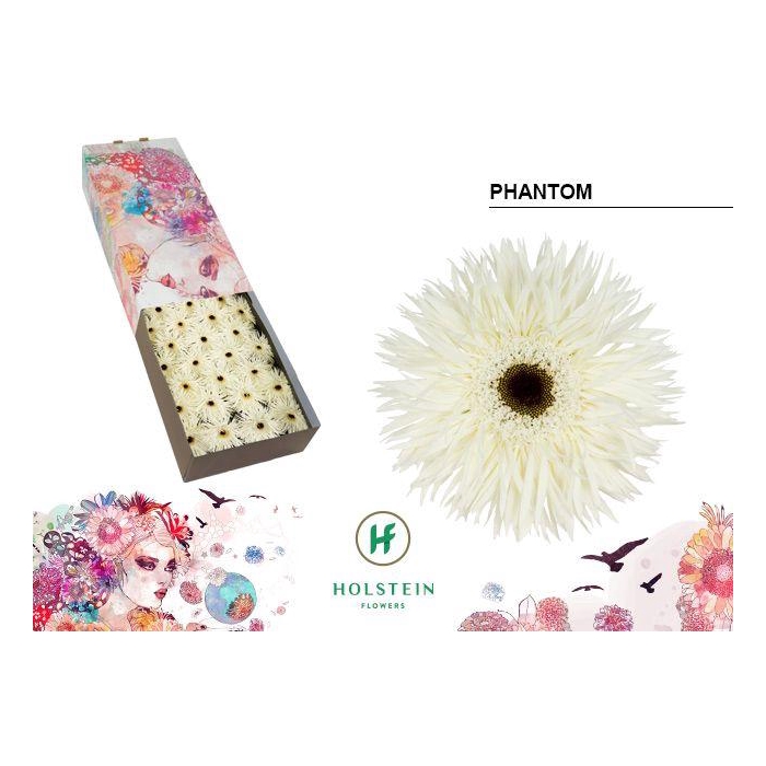 <h4>Ge Gr Gerspider Phantom</h4>