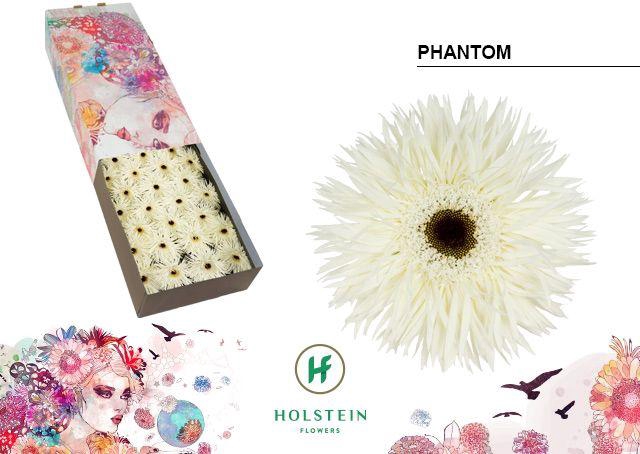 <h4>Gerbera Spider Phantom Doos</h4>