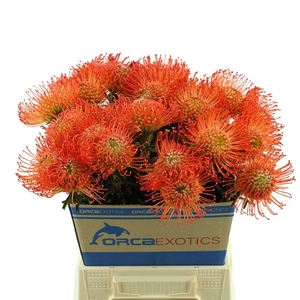 Leucospermum Cord. Succession