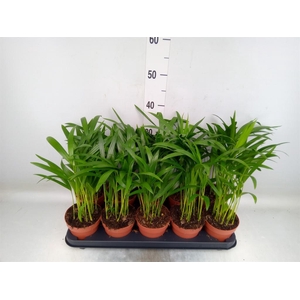 Dypsis lutescens   ...Chrysalidoca