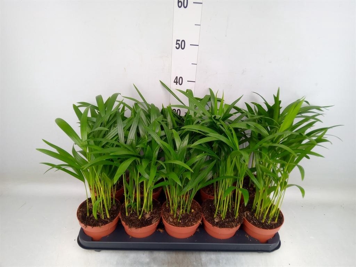 <h4>Dypsis lutescens   ...Chrysalidoca</h4>