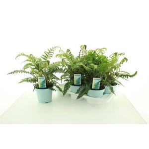 Polystichum polyblepharum 17Ø 45cm