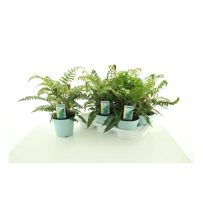 <h4>Polystichum polyblepharum 17Ø 45cm</h4>