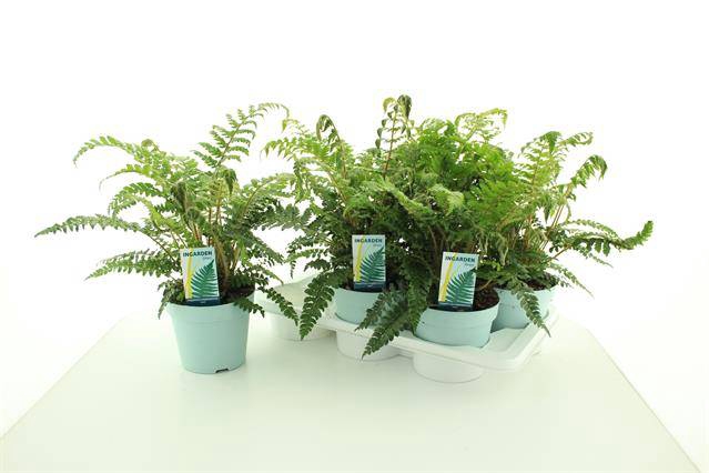 Polystichum polyblepharum 17Ø 45cm