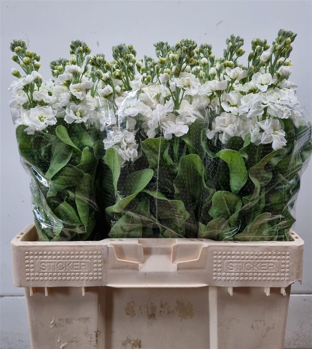 <h4>Matth Aida White</h4>