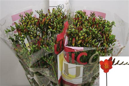 Fr En Red Passion