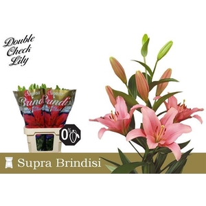 LI LA BRINDISI