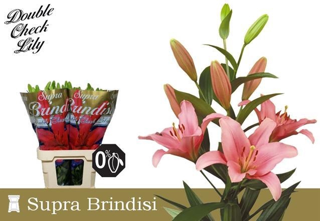 <h4>LI LA BRINDISI</h4>
