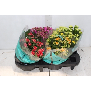 KALANCHOE DOBRADO C21